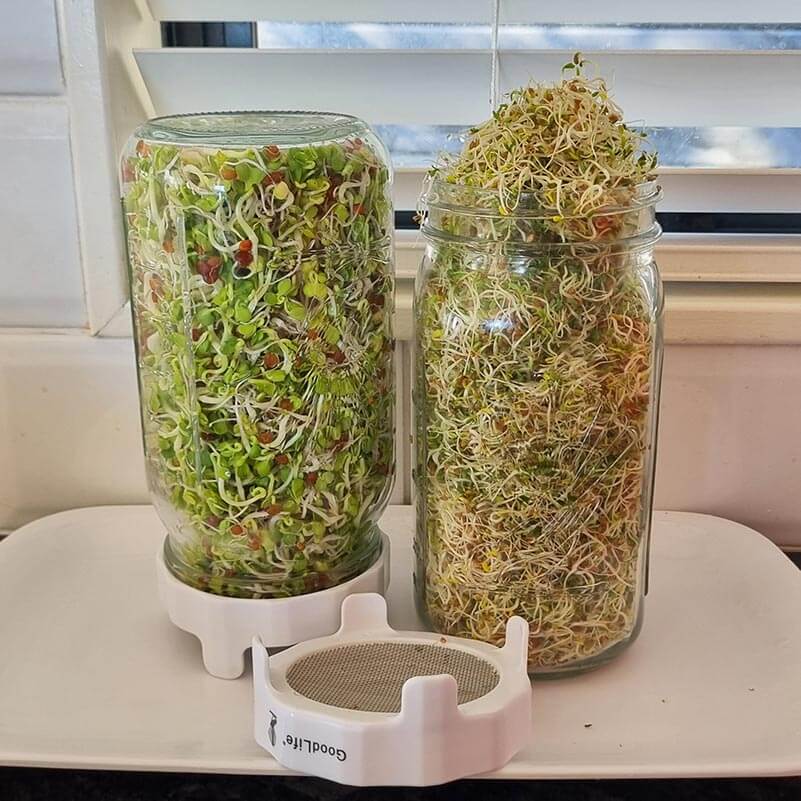 Sprouting Lid